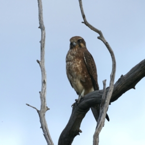 Falco berigora at Coree, ACT - 25 Apr 2022