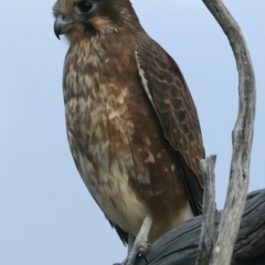 Falco berigora at Coree, ACT - 25 Apr 2022