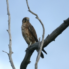 Falco berigora at Coree, ACT - 25 Apr 2022