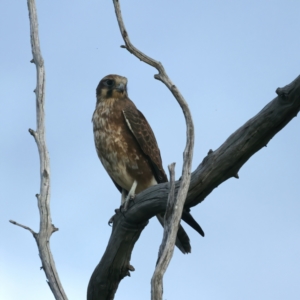 Falco berigora at Coree, ACT - 25 Apr 2022