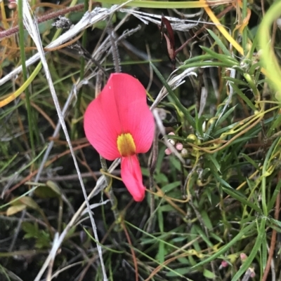 Kennedia prostrata (Running Postman) at Green Cape, NSW - 22 Apr 2022 by MattFox