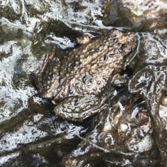 Unidentified Frog at Green Cape, NSW - 22 Apr 2022 by MattFox