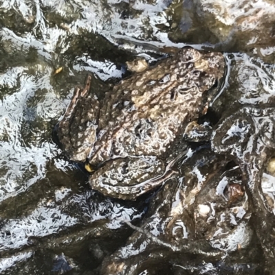 Unverified Frog at Green Cape, NSW - 22 Apr 2022 by MattFox