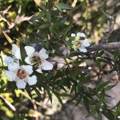 Leptospermum continentale at Green Cape, NSW - 22 Apr 2022 12:10 PM
