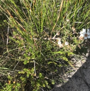 Leptospermum continentale at Green Cape, NSW - 22 Apr 2022 12:10 PM
