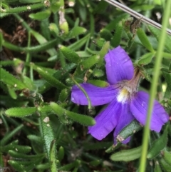 Scaevola ramosissima (Hairy Fan-flower) at Green Cape, NSW - 22 Apr 2022 by MattFox