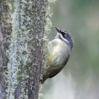 Sericornis frontalis (White-browed Scrubwren) at Cotter River, ACT - 25 Apr 2022 by jb2602