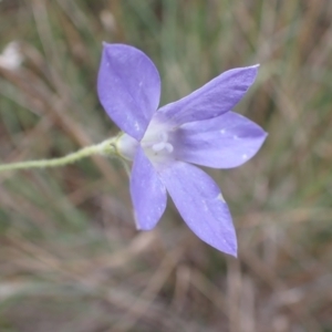 Wahlenbergia stricta subsp. stricta at Cook, ACT - 4 Apr 2022