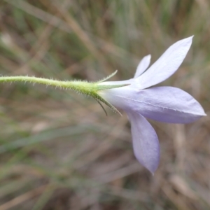 Wahlenbergia stricta subsp. stricta at Cook, ACT - 4 Apr 2022 09:16 AM