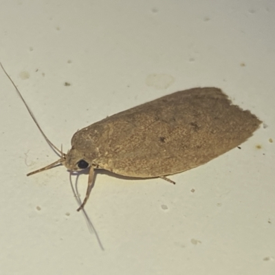 Chezala privatella (A Concealer moth) at Jerrabomberra, NSW - 26 Apr 2022 by Steve_Bok