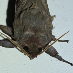 Oxycanus dirempta at Jerrabomberra, NSW - suppressed