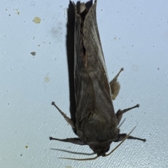 Oxycanus dirempta at Jerrabomberra, NSW - suppressed