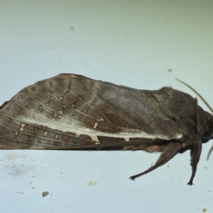 Oxycanus dirempta at Jerrabomberra, NSW - suppressed