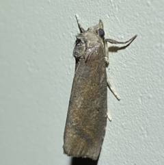 Lophotoma metabula at Jerrabomberra, NSW - 26 Apr 2022