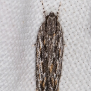 Ardozyga undescribed species nr amblopis at Melba, ACT - 22 Mar 2022