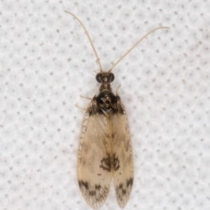 Carobius pulchellus at Melba, ACT - 22 Mar 2022