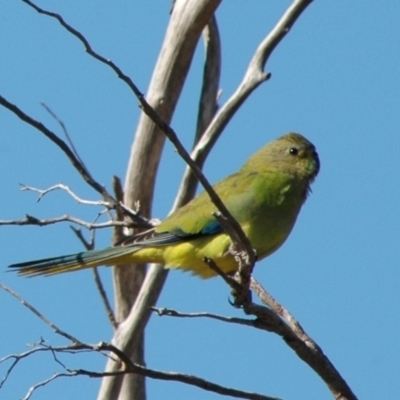 Neophema elegans (Elegant Parrot) at Narrogin Valley, WA - 17 Mar 2007 by Harrisi