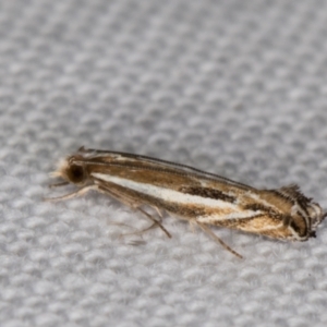 Erechthias acontistes at Melba, ACT - 22 Mar 2022 10:59 PM