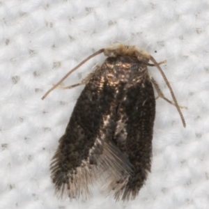 Nepticulidae (family) at Melba, ACT - 22 Mar 2022