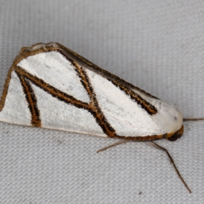 Thalaina clara (Clara's Satin Moth) at Melba, ACT - 22 Mar 2022 by kasiaaus