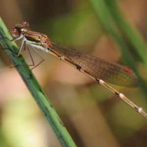 Austrolestes analis at Henderson, WA - 7 Dec 2016 01:42 PM