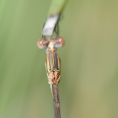 Austrolestes analis at Henderson, WA - 7 Dec 2016 01:42 PM