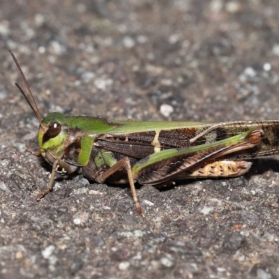 Gastrimargus musicus (Yellow-winged Locust or Grasshopper) at Acton, ACT - 10 Apr 2022 by TimL