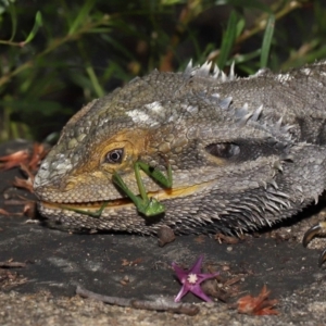 Pogona barbata at Acton, ACT - 15 Apr 2022