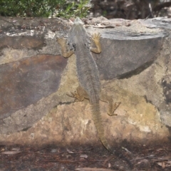 Pogona barbata at Acton, ACT - 15 Apr 2022