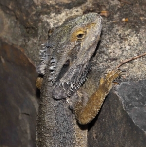 Pogona barbata at Acton, ACT - 15 Apr 2022