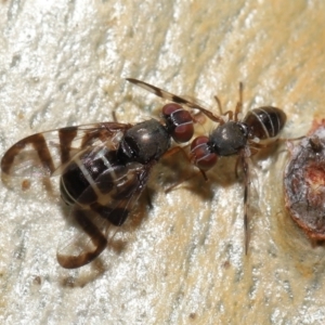 Rivellia sp. (genus) at Acton, ACT - 15 Apr 2022