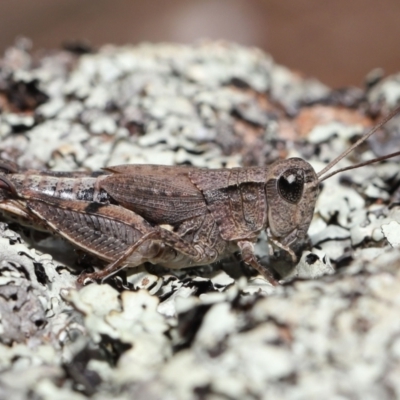 Phaulacridium vittatum (Wingless Grasshopper) at Mount Ainslie - 18 Apr 2022 by TimL