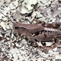 Phaulacridium vittatum at Hackett, ACT - 18 Apr 2022 10:24 AM