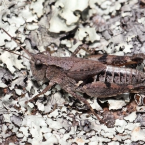 Phaulacridium vittatum at Hackett, ACT - 18 Apr 2022 10:24 AM