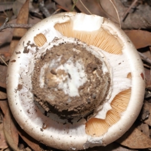 Amanita sp. at Acton, ACT - 22 Apr 2022