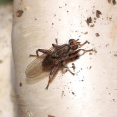 Tapeigaster nigricornis at Acton, ACT - 22 Apr 2022