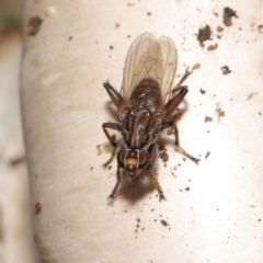 Tapeigaster nigricornis at Acton, ACT - 22 Apr 2022