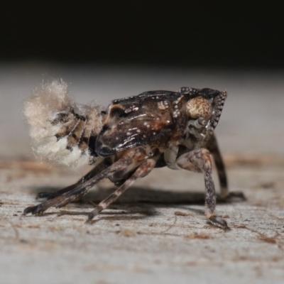 Fulgoroidea sp. (superfamily) (Unidentified fulgoroid planthopper) at ANBG - 24 Apr 2022 by TimL