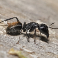 Camponotus aeneopilosus (A Golden-tailed sugar ant) at Acton, ACT - 22 Apr 2022 by TimL