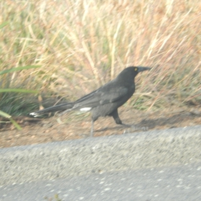 Strepera versicolor (Grey Currawong) at Queens Domain, TAS - 9 Jul 2019 by Amata