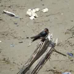 Hirundo neoxena (Welcome Swallow) at New Town, TAS - 16 Nov 2019 by Amata