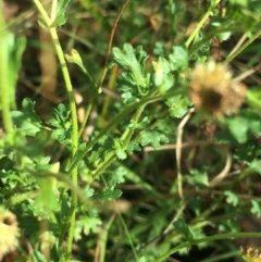 Calotis cuneifolia at Lower Boro, NSW - 23 Apr 2022 01:53 PM