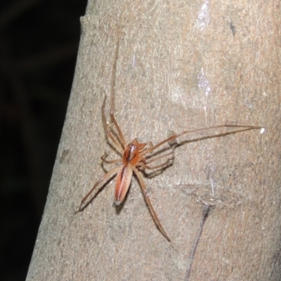 Cheiracanthium gracile (Slender sac spider) at Conder, ACT - 10 Jan 2022 by michaelb