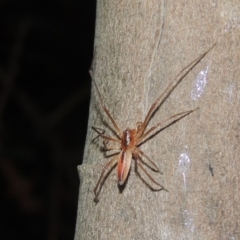 Cheiracanthium gracile at Conder, ACT - 10 Jan 2022