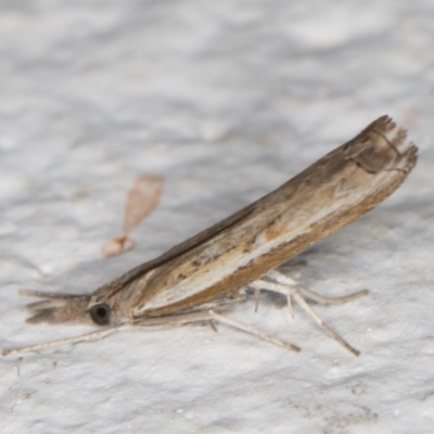 Ptochostola microphaeellus (A Crambid moth) at Melba, ACT - 23 Mar 2022 by kasiaaus