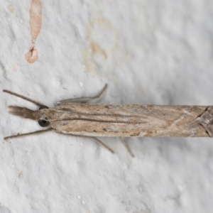 Ptochostola microphaeellus at Melba, ACT - 23 Mar 2022