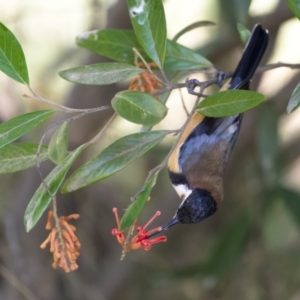 Acanthorhynchus tenuirostris at Cotter River, ACT - 25 Apr 2022