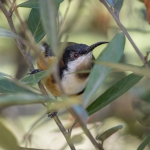 Acanthorhynchus tenuirostris at Cotter River, ACT - 25 Apr 2022