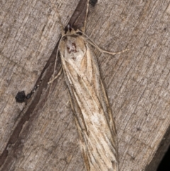 Ciampa arietaria (Brown Pasture Looper Moth) at Melba, ACT - 22 Mar 2022 by kasiaaus
