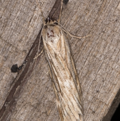 Ciampa arietaria (Brown Pasture Looper Moth) at Melba, ACT - 22 Mar 2022 by kasiaaus